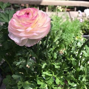 Meet your Posher, Joanna